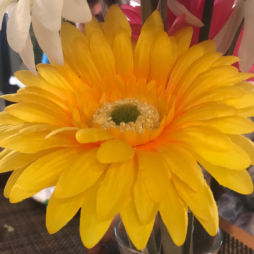 Meet your Posher, Erica